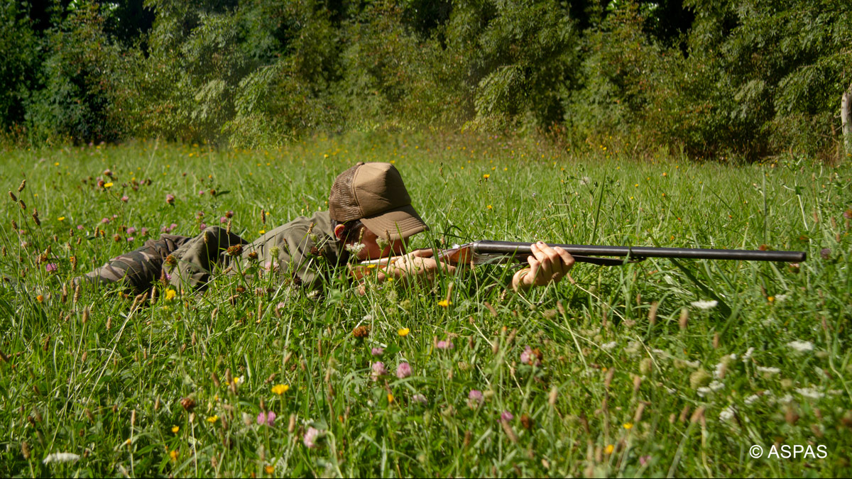 Mobilisation générale contre la chasse estivale !