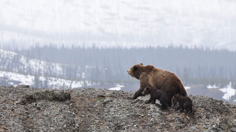 Dites NON aux effarouchements d'ours !