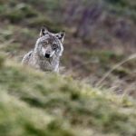 Cinq associations saisissent le Conseil d’État contre la régulation du loup