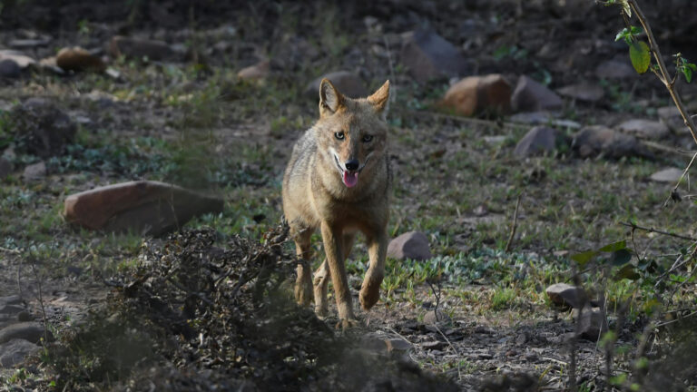 le chacal doré : un migrant venu de l'est 10 Le chacal doré : un migrant venu de l'Est