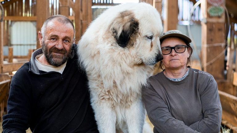 "On a fait le choix de cohabiter avec le loup"