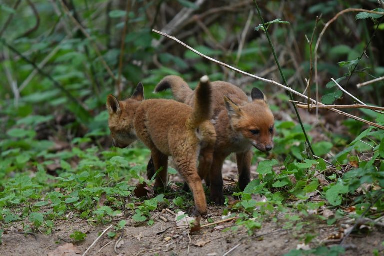 Tribune : Les enfants, victimes collatérales des violences de la chasse