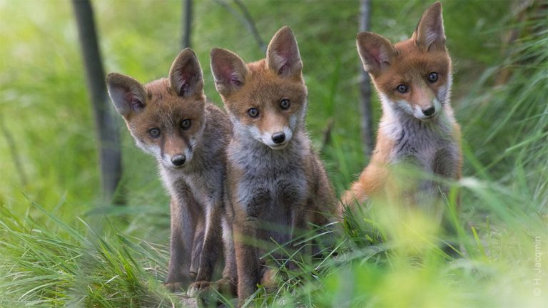 Victoire pour les renards de la Celle-Saint-Cloud !