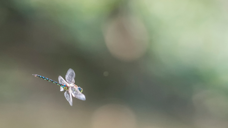 Loi biodiversité : écrivez à votre député !