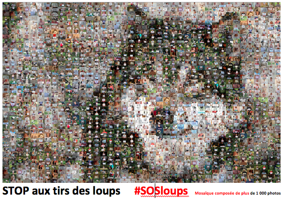 #SOSloups - 1 000 photos pour les loups