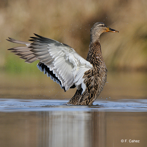 Opposez-vous à la chasse anticipée du canard colvert