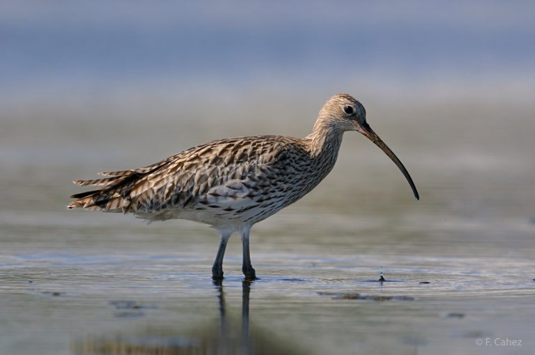 A Noirmoutier, le 3 août : l'océan, le Polder, les oiseaux... et les fusils !!