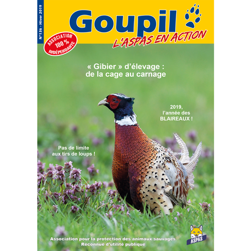 Goupil 136 - Hiver 2019