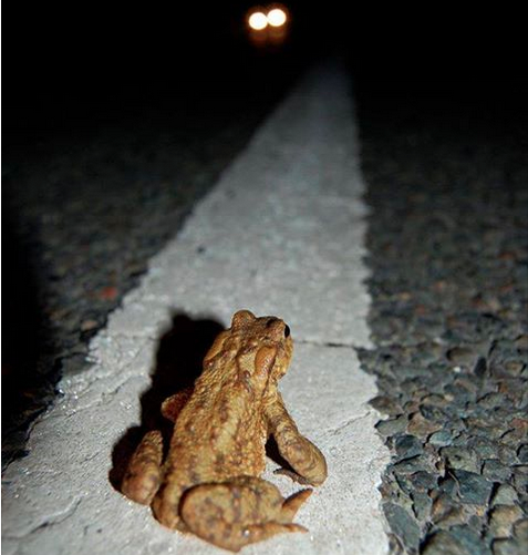 Saint-Piat (28), le 17 mars : C’est la fête à la grenouille !