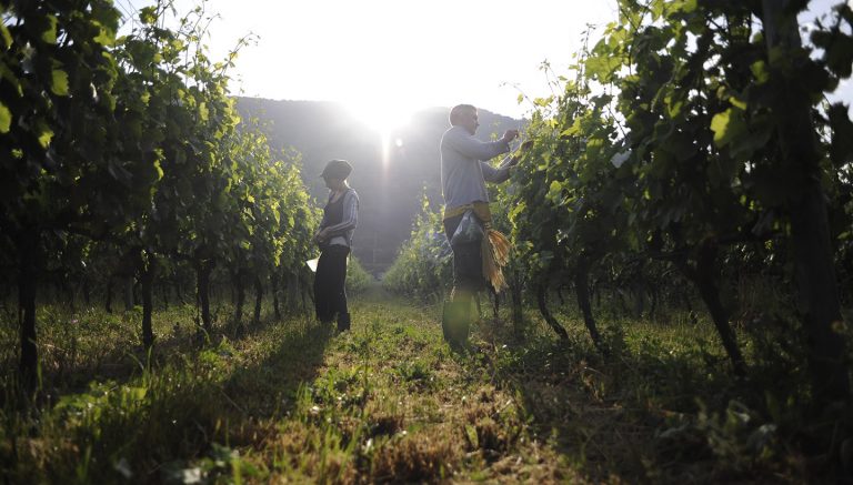 2200 bouteilles de rosé pour protéger 16 ha de vie sauvage