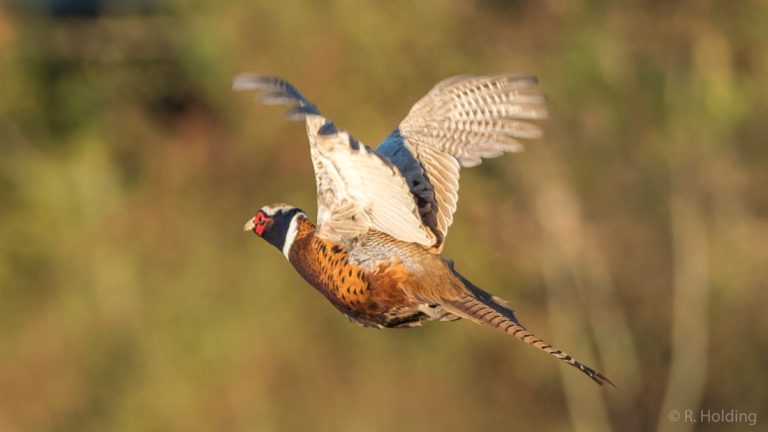 Valérie Pécresse : 57 500 € d’argent public pour financer les "cocottes" des chasseurs !