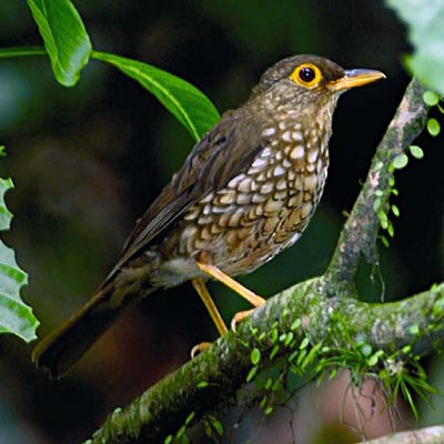 L'administration nie la réalité pour chasser un oiseau menacé