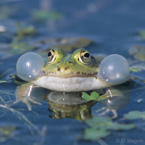 Les grenouilles prises en otage par un conflit de voisinage