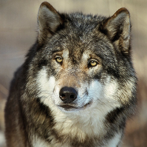 CAP Loup : Lettre ouverte au Maire de Prèvenchères