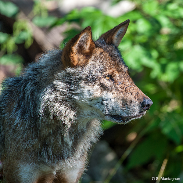 LOUP : La tuerie continue !