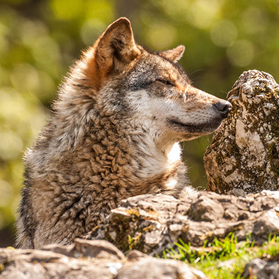 Les anti-loups font interdire une conférence : ont-ils peur de la vérité ?