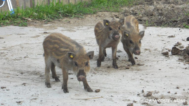 Où sont passés les 3 petits sangliers d’Etaux ?