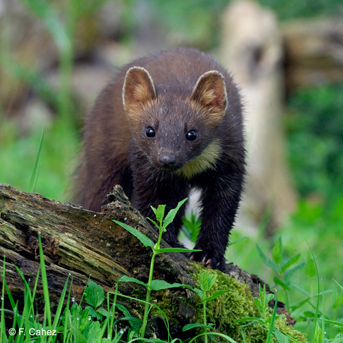 Le gouvernement s’apprête à autoriser le piégeage de dizaines de milliers d’animaux