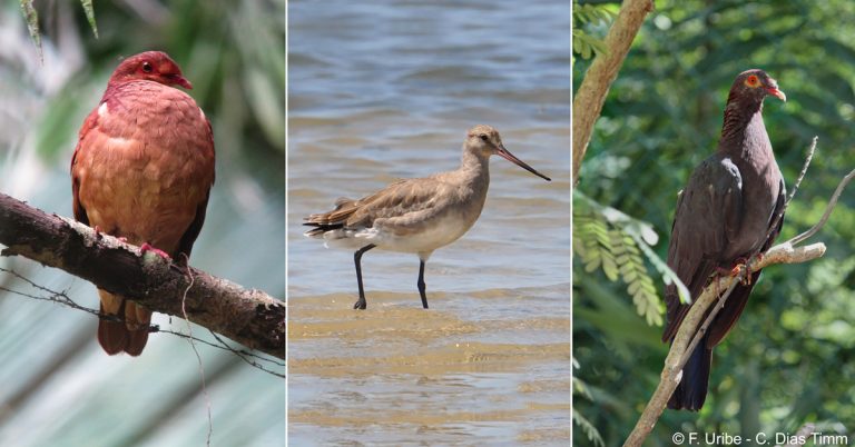 Suspension de la chasse pour 3 oiseaux des Antilles !