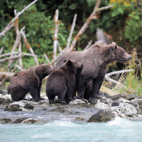 Mise au point de l’OFB sur le comportement des ours présents en Ariège