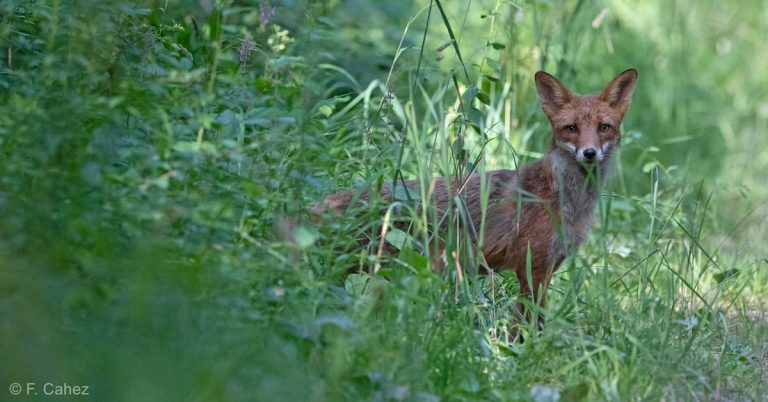 Non à la chasse d’été au 1er juin !