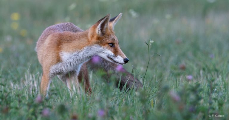 Tirs de nuits de renards dans l’Oise : des arrêtés illégaux retirés face à la pression de nos associations