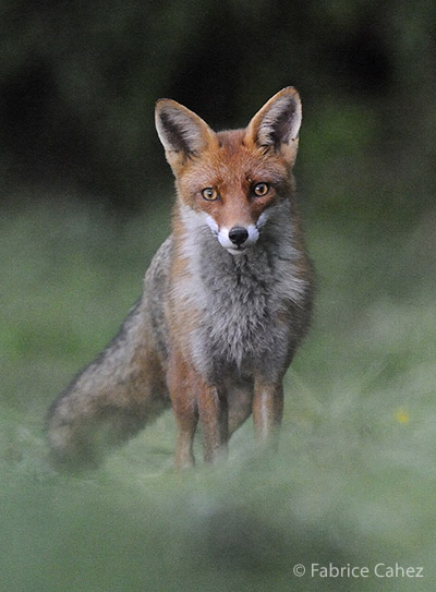 Déconfinement : s’émerveiller tout en respectant la faune et la flore sauvages