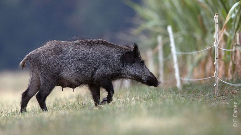 Dégâts de sangliers : les chasseurs devront continuer à payer !