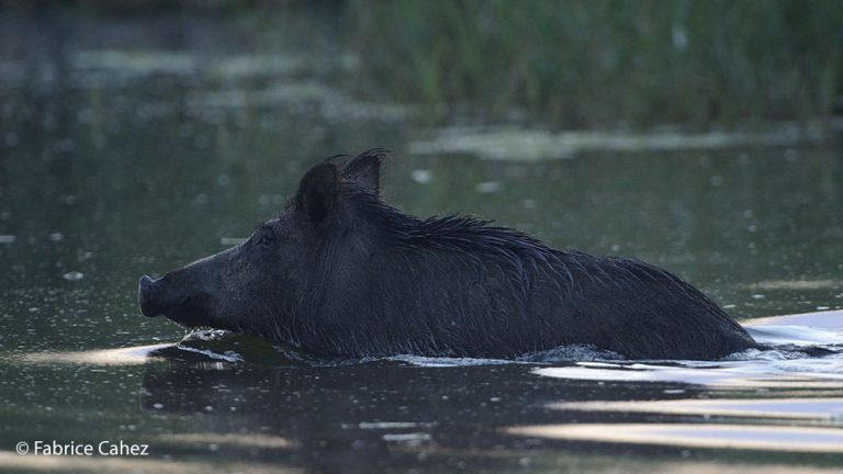 La chasse, un fléau de plus en plus préoccupant