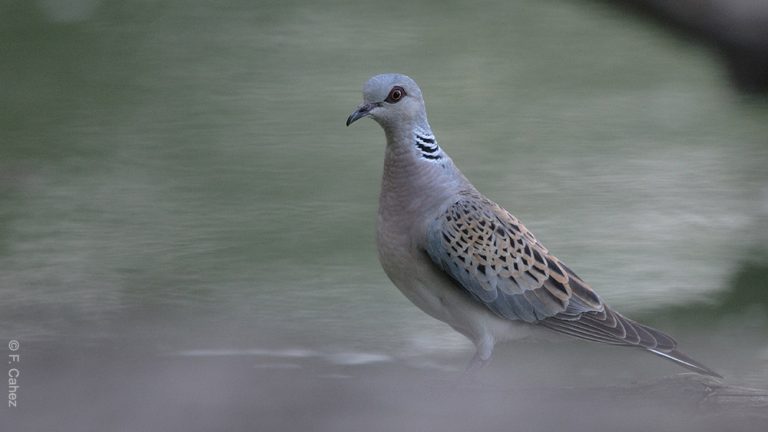 L’Espagne va sauver 900 000 tourterelles des bois de la chasse !