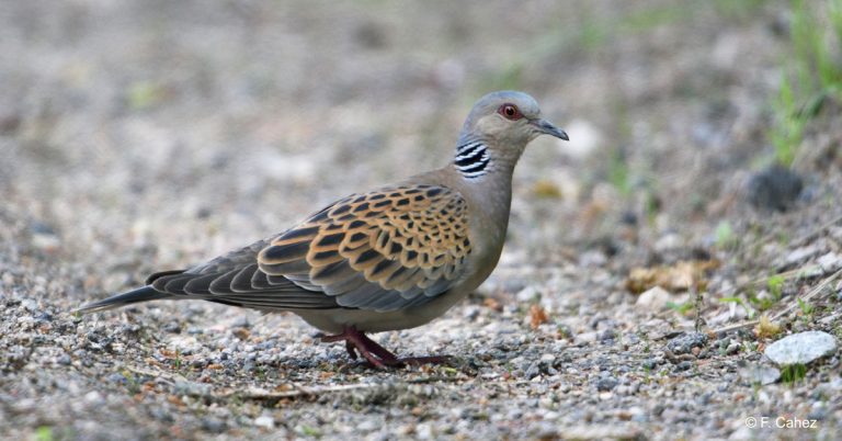 Tourterelle des bois : encouragez le Ministère à suspendre sa chasse !