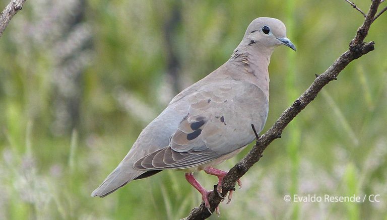 Suspension de la chasse pour des oiseaux menacés en Martinique !