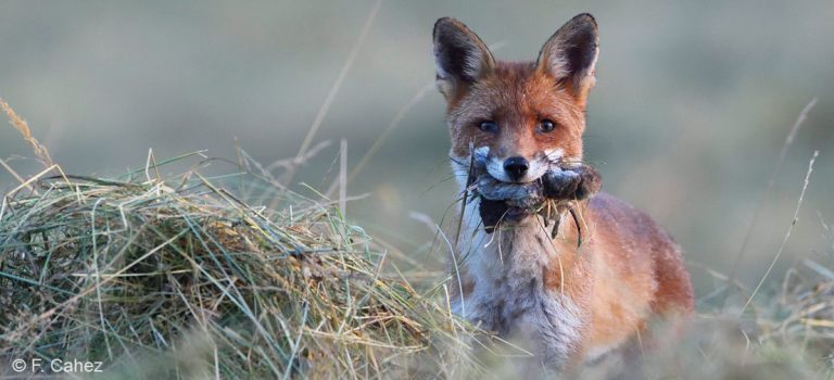 URGENT - Habitants du Nord, les renards ont besoin de vous !