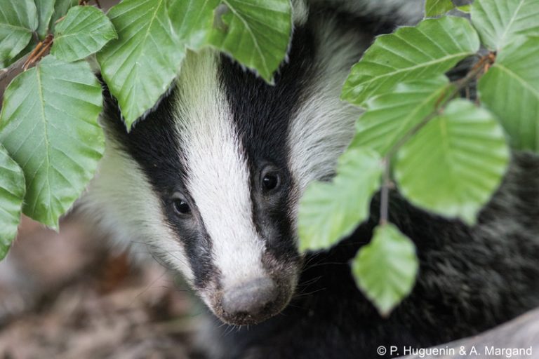 Chasse sous terre : pourquoi l'arrêté du 1er avril 2019 ne change rien