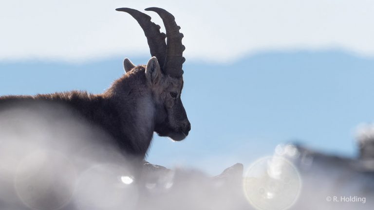 La Haute-Savoie veut (encore) faire abattre des bouquetins sains !