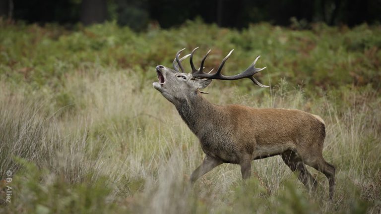 Stop à la chasse pendant le brame !