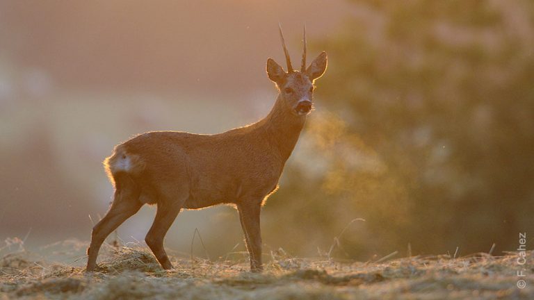 Chasse d'été : alertez sur cette pratique autour de vous !