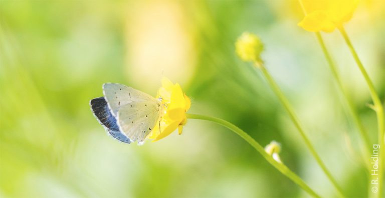 Biodiversité et pesticides : l’ASPAS rejoint Justice pour le Vivant