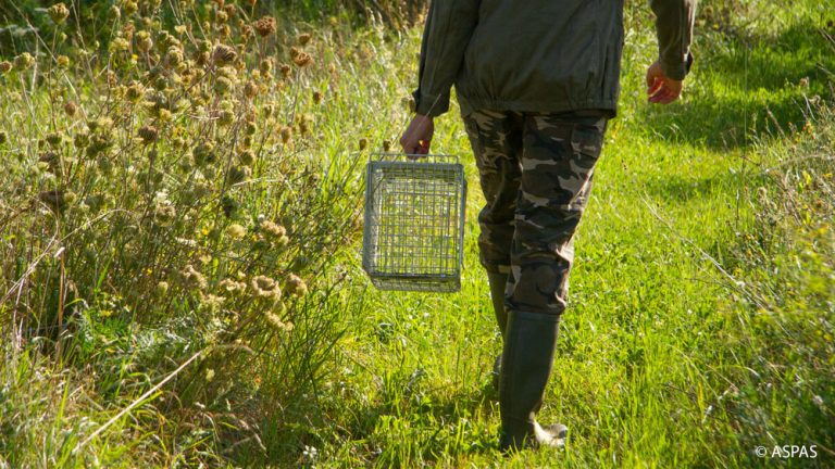 Appel à témoins : avez-vous observé des chasseurs / piègeurs à l’œuvre en période de confinement ?