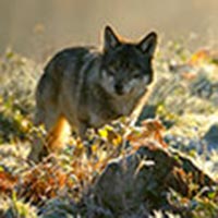 CAP Loup : S. Royal continue d'éliminer nos loups