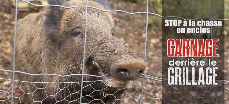 Chasse en enclos (1/3) : l'agrainage des animaux, une aberration écologique