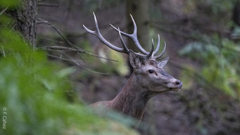 NON à la chasse dans la Réserve Naturelle du Vercors !!