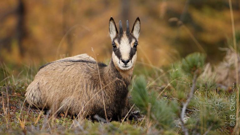 Corrèze : pression des chasseurs pour tuer... 3 chamois !