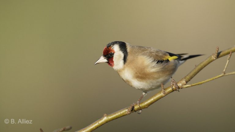 On Est Prêt : après le climat, mobilisation générale pour la biodiversité !