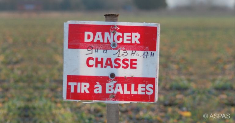 Chasse 2020-2021 : 6 morts, au moins 34 blessés et des centaines de bavures