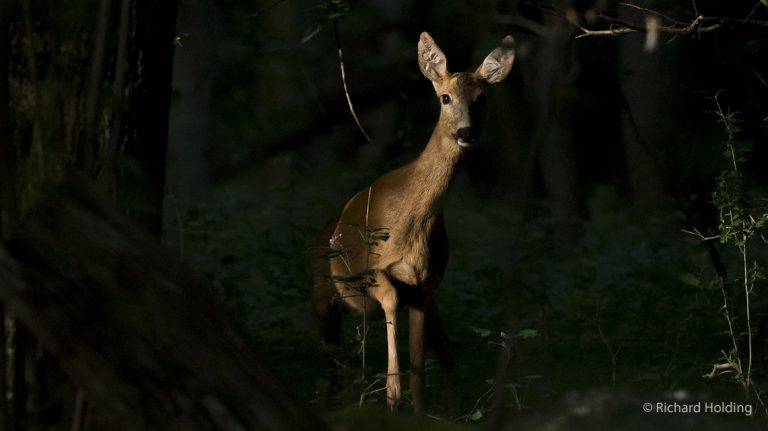 1er mars, la chasse est finie ! En fait non.