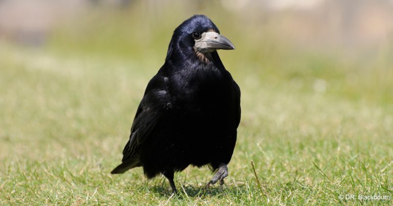 Eure : les battues anti-corvidés de 2020 jugées illégales !