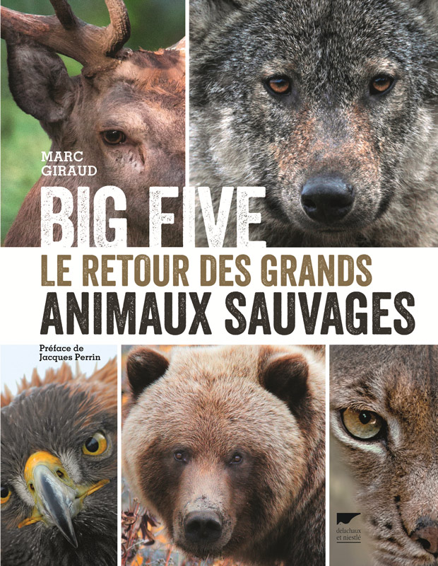 BIG FIVE de Marc Giraud, un livre à dévorer !