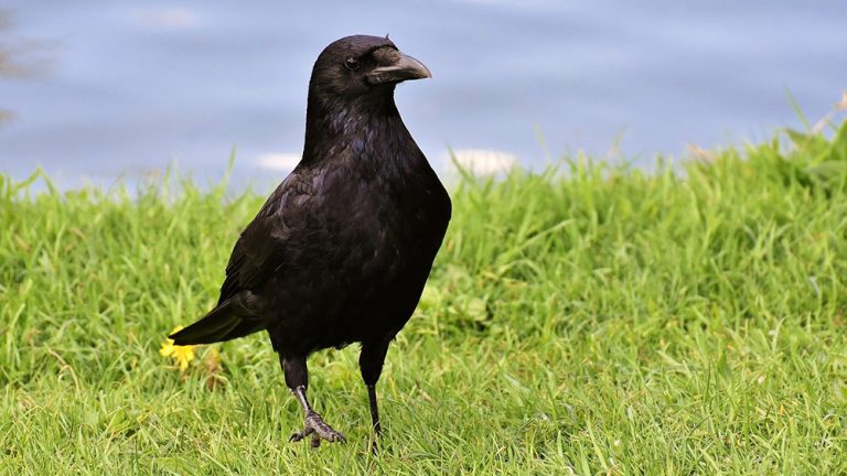 2,6 milliards de confinés pour quelques tueurs de corvidés…