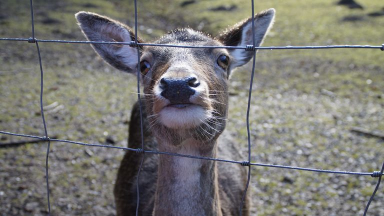 Chasse en enclos (3/3) : sadisme et cruauté